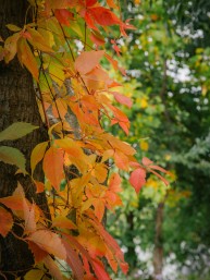 Harnessing NYC’s Natural Areas